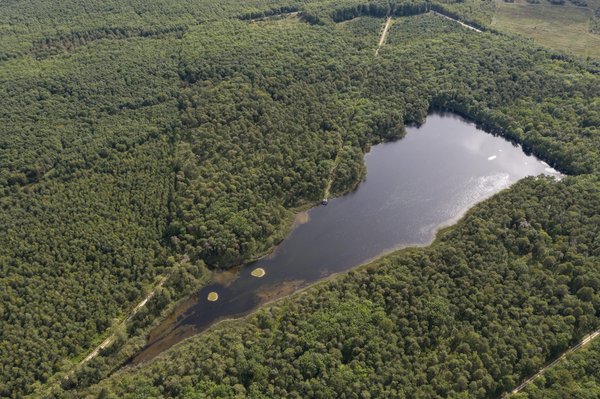Comment créer un petit étang de jardin pour attirer la biodiversité en milieu urbain ?