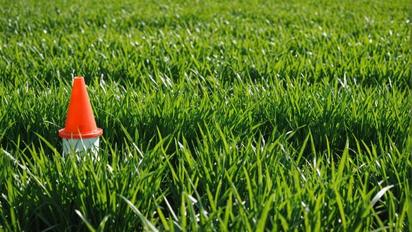 Désherbant sélectif gazon interdit : le produit à utiliser pour traiter les mauvaises graminées